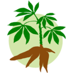 拉丁美洲和加勒比支持木薯研究与开发联盟