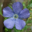 欧洲植物疗法科学合作组织